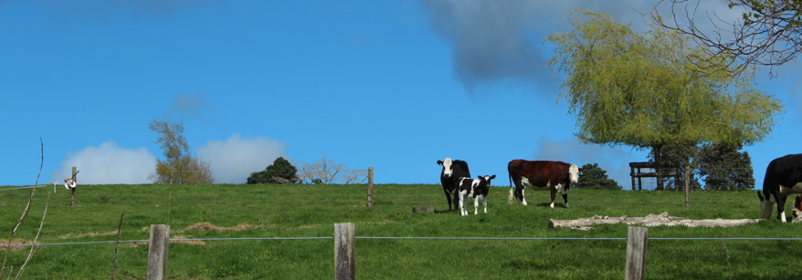 Cows