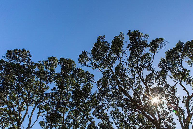 trees and blue sky