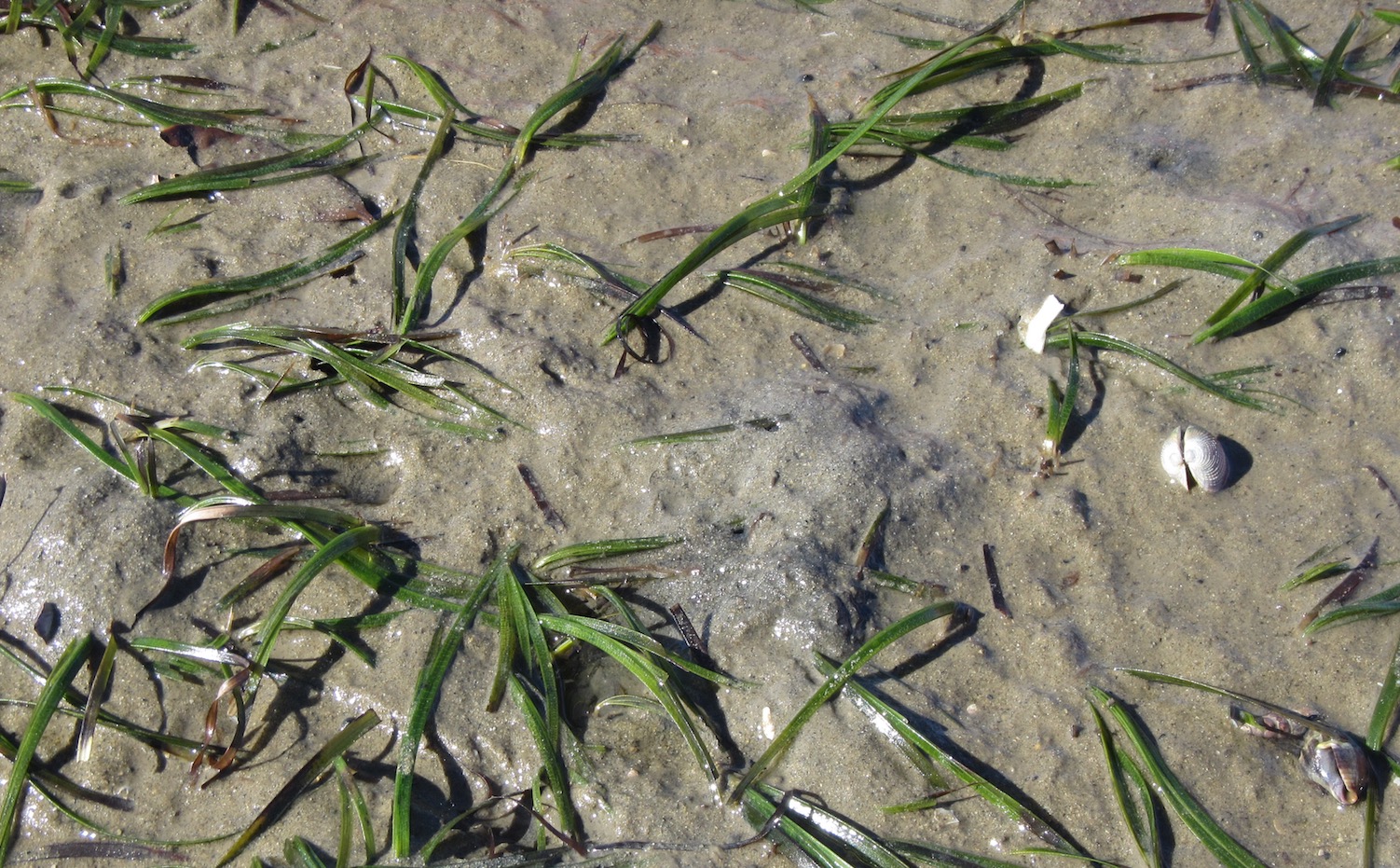 sea grass
