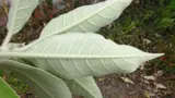 woolly nightshade
