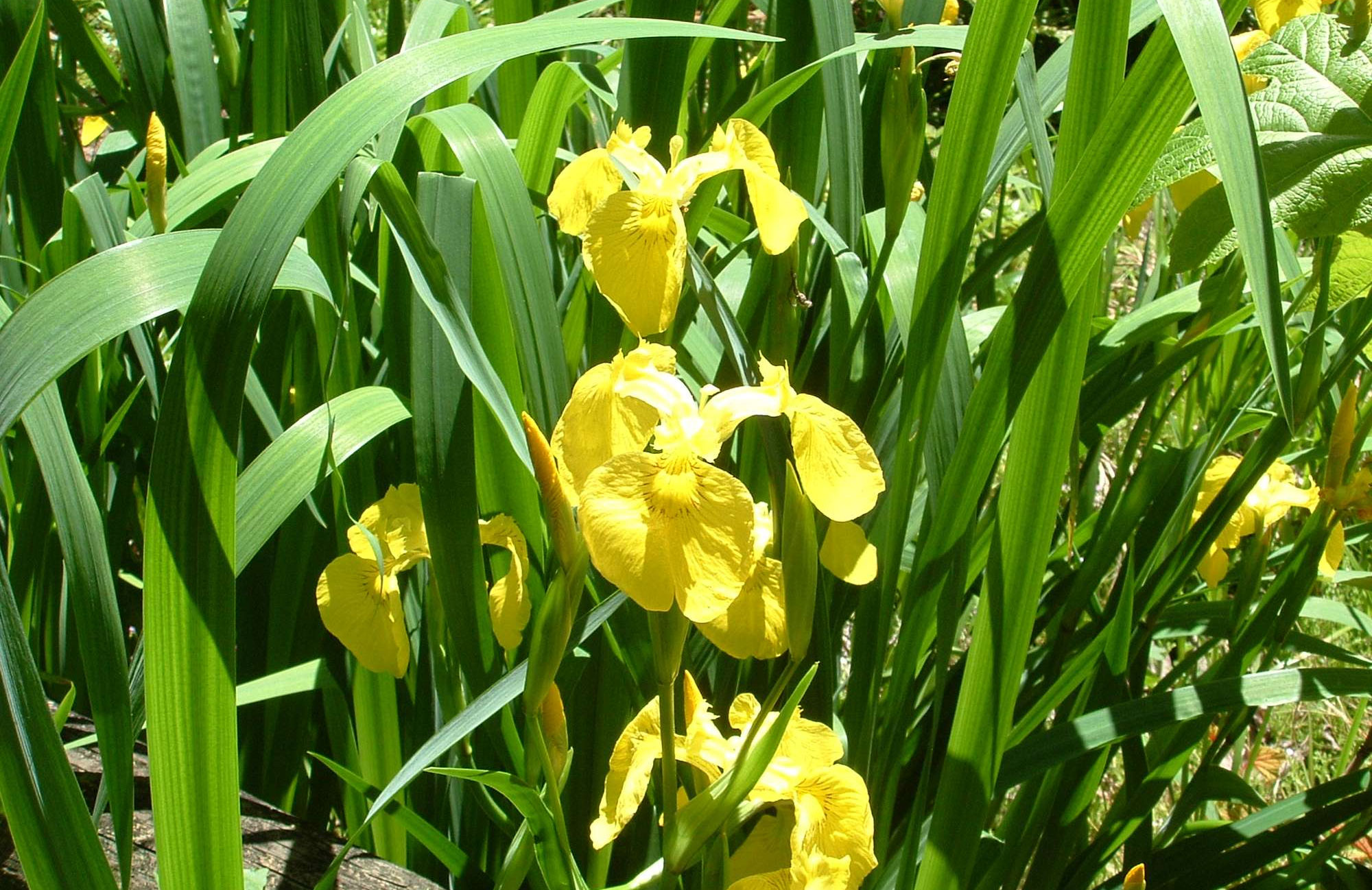 yellow flag iris