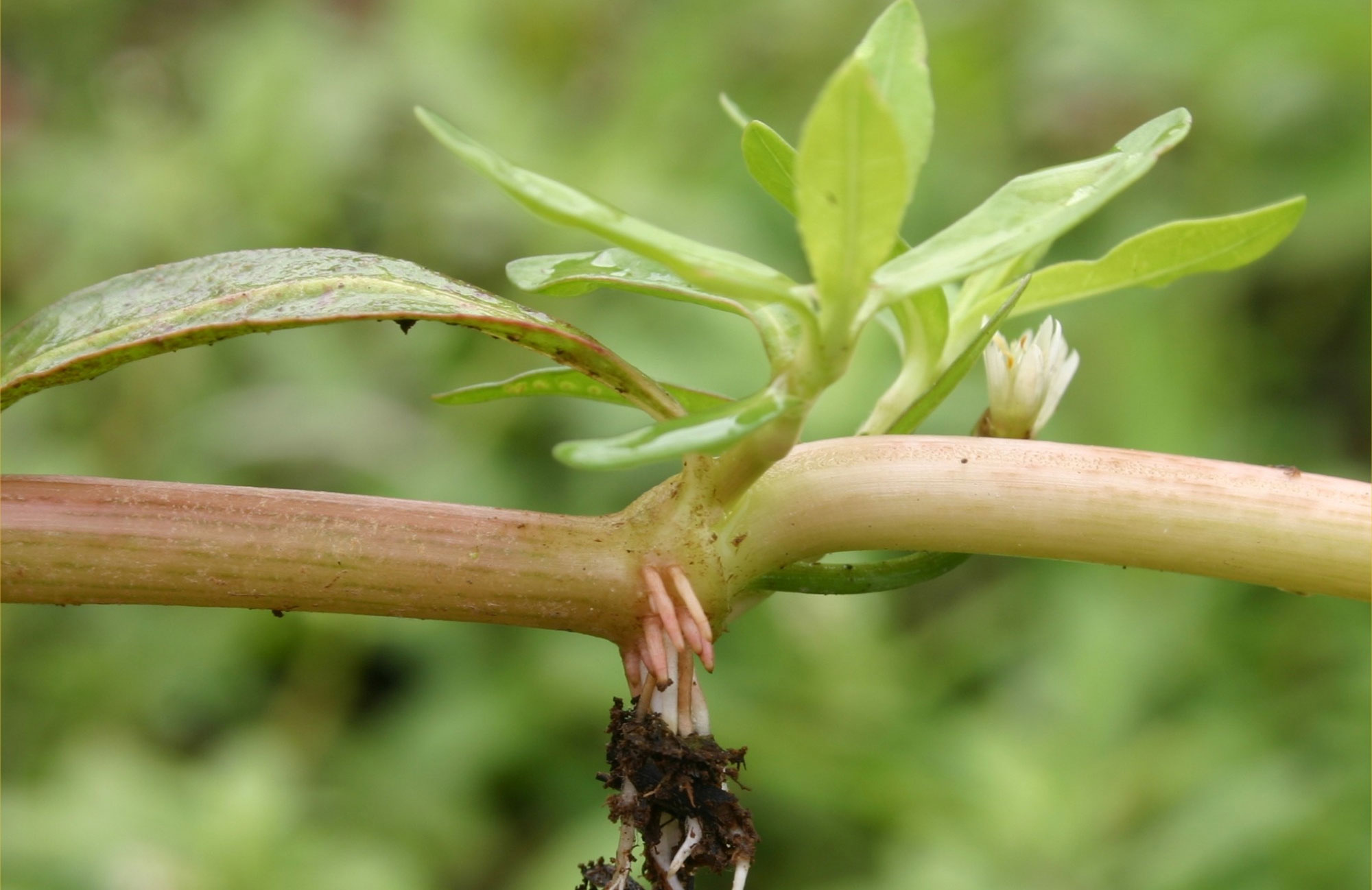 alligator weed