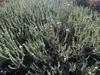 Thriving Pimelea villosa (sand daphne) at Te Tumu Kaituna 72B