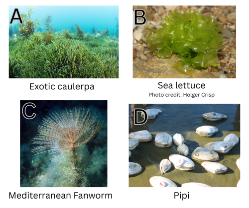 Marine comp pest images