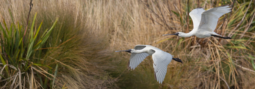 Flying spoonbill bird