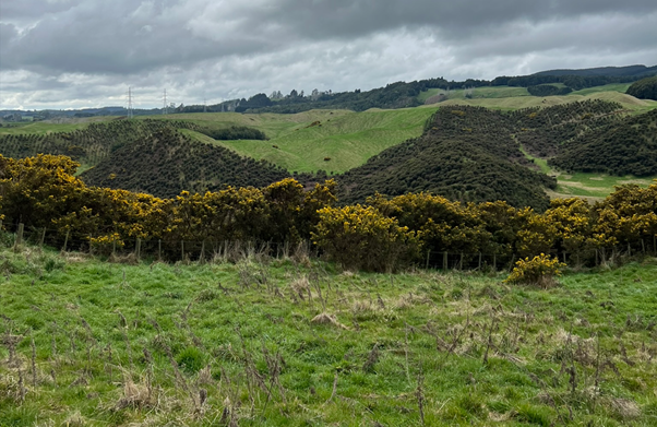 gorse