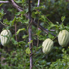moth plant