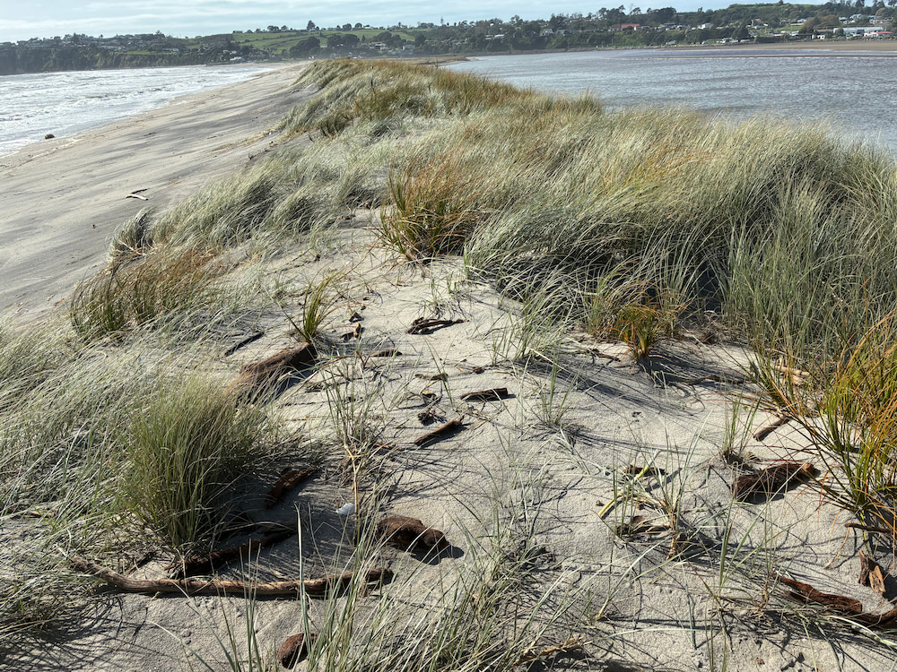 Wave run-up/debris line along the dune crest