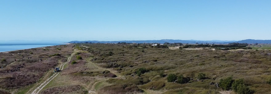 Thornton kānuka forest 